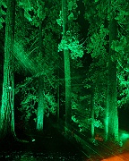 4U7A2616  Verzauberter Laserwald (Enchanted Laser Forest)