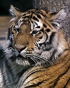 03 Tiger