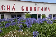IMG 7726  Fábrica de Chá Gorreana