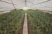 IMG 7987  Plantação de Ananases Augusto Arruda